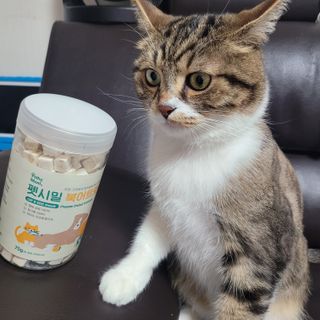 [펫시밀] 원물그대로 영양듬뿍 진공동결건조 북어트릿75g,치킨트릿100g,연어트릿75g 강아지 고양이 간식 — 4점을 준 리뷰어가 2023년 6월 올린 사용 사진