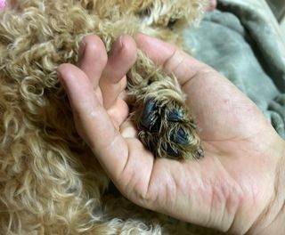 [자유펫] 시코니딘 고양이 강아지 피부 보습 연고 20g — 5점을 준 리뷰어가 2021년 11월 올린 사용 사진