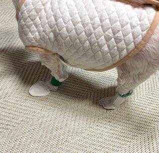 코보콩 에어슈즈 강아지 일회용 신발 소용량 패키지 20매 초경량  미끄럼방지 실내외 겸용 — 5점을 준 리뷰어가 2022년 2월 올린 사용 사진