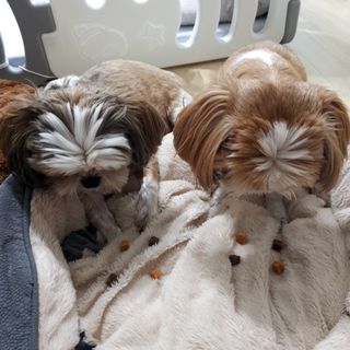 페페로니 진짜 오메가3 연어+소고기 180g+180g — 5점을 준 리뷰어가 2021년 7월 올린 사용 사진