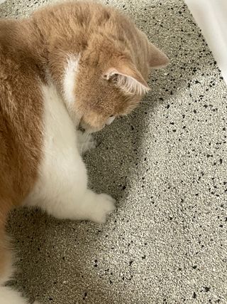 B님이 올린 리뷰 사진 3