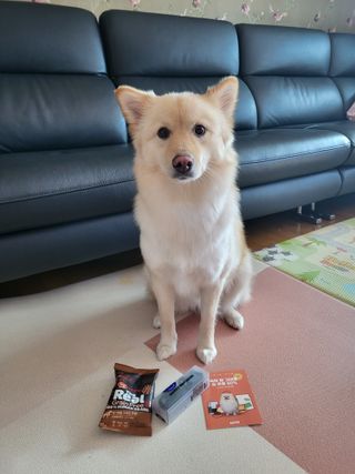 베이컨박스 [BACON] 고아웃클럽 산책 안전벨트 리뉴얼 - 중,대형견용 — 5점을 준 리뷰어가 2021년 12월 올린 사용 사진