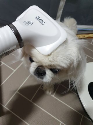 아베크 펫 강아지 고양이 애견 에어 브러쉬 드라이기 올인원 — 5점을 준 리뷰어가 2021년 7월 올린 사용 사진