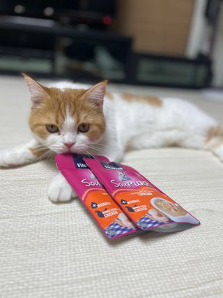 비타크래프트 고양이 수프 50g 3가지맛 x4팩씩 총 12팩 — 5점을 준 리뷰어가 2021년 8월 올린 사용 사진