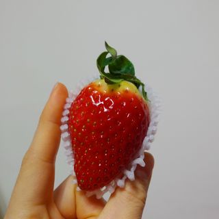 옳음 딸기 논산 설향 딸기 900g 산지직송 — 5점을 준 리뷰어가 2021년 1월 올린 사용 사진