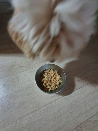 안심댕면 강아지라면 5봉지+쓰담쓰담 종합영양제 2스틱 샘플 증정 — 5점을 준 리뷰어가 2022년 9월 올린 사용 사진