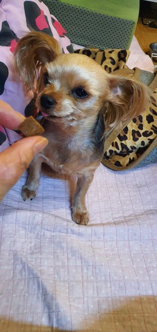My Pet Care 천연단백질 관절건강에 개좋아 — 5점을 준 리뷰어가 2021년 3월 올린 사용 사진