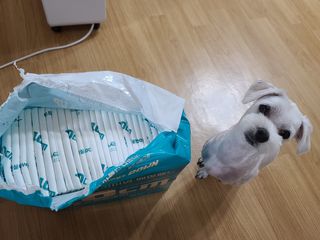 아베크 펫 와이드 프리미엄 대형 애견 강아지 배변 패드 30매 1팩 80g — 5점을 준 리뷰어가 2021년 7월 올린 사용 사진