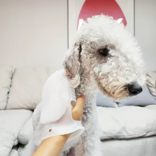 whol 키토미스트 150ml + 실리콘바디브러쉬  강아지 고양이 항균항바이러스, 강력탈취 피부 보습,무향 — 5점을 준 리뷰어가 2022년 9월 올린 사용 사진
