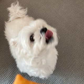 [보장균수5억] 건강한장 프로젝트 강아지간식 보스독 프로펍스트릿 170g 3종 — 5점을 준 리뷰어가 2020년 12월 올린 사용 사진
