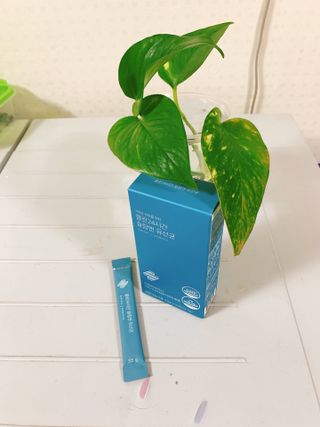 클린24시간 슬림앤유산균 1박스 (3.5g X 15포) — 5점을 준 리뷰어가 2022년 10월 올린 사용 사진