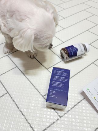 펫21 그로그로 5종 강아지 고양이 반려동물 한방 영양제 — 5점을 준 리뷰어가 2021년 11월 올린 사용 사진