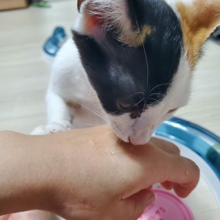 페페로니 잘 먹는 캣츄 - 알래스카 연어 24개입 — 4.5점을 준 리뷰어가 2021년 7월 올린 사용 사진