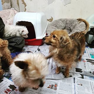 My Pet Care 천연단백질 관절건강에 개좋아 — 5점을 준 리뷰어가 2021년 3월 올린 사용 사진