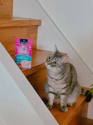 비타크래프트 고양이 수프 50g 3가지맛 x4팩씩 총 12팩 — 5점을 준 리뷰어가 2021년 9월 올린 사용 사진
