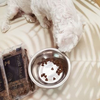 펫클럽 목우촌 트러스트밀 강아지 사료 4종 — 5점을 준 리뷰어가 2022년 9월 올린 사용 사진