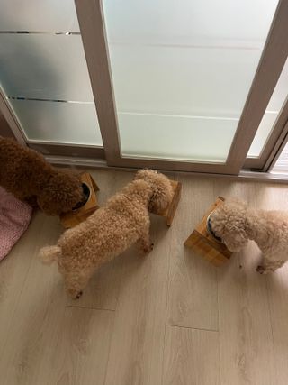 비쥬프렌즈 플랜 츄츄&건강 코어(장/관절/피모 분말) — 5점을 준 리뷰어가 2022년 10월 올린 사용 사진