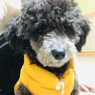 My Pet Care 천연단백질 치아건강에 개좋아 — 4점을 준 리뷰어가 2021년 1월 올린 사용 사진