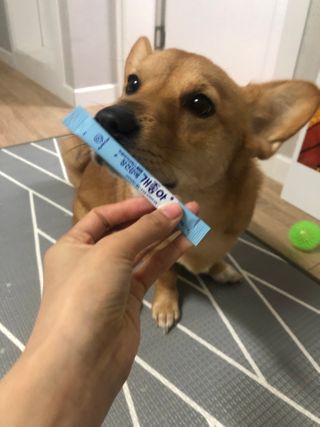 My Pet Care 장건강에 개좋아 — 5점을 준 리뷰어가 2021년 2월 올린 사용 사진