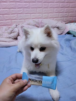 페페로니 클린플러스 덴탈오리껌 10g x 14p — 5점을 준 리뷰어가 2021년 7월 올린 사용 사진