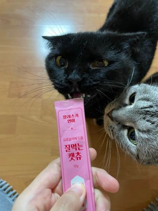 페페로니 잘 먹는 캣츄 - 알래스카 연어 24개입 — 4.5점을 준 리뷰어가 2021년 9월 올린 사용 사진