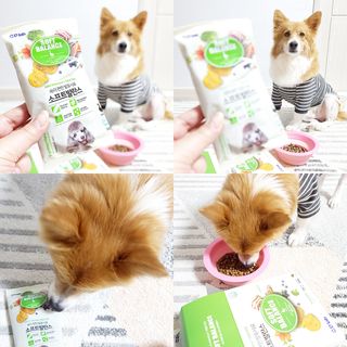 씨디랩 속이 편한 강아지 사료 소프트발란스 기호성 좋은 발효사료 피부와 위장 관절과 위장 — 5점을 준 리뷰어가 2021년 3월 올린 사용 사진