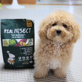 [푸디웜] 라포그  리얼인섹트 웨이트밸런스 저알러지 강아지 사료  1.2KG — 4점을 준 리뷰어가 2021년 7월 올린 사용 사진