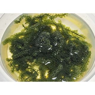 [피터씨마켓] 바다포도 100g(20g x 5봉) 우미부도 그린캐비어 ASMR 소분포장 — 2.5점을 준 리뷰어가 2024년 8월 올린 사용 사진