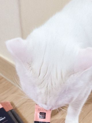 코코몰리 고양이 구강• 헤어볼 데일리 /신장• 요로 데일리 — 5점을 준 리뷰어가 2021년 1월 올린 사용 사진