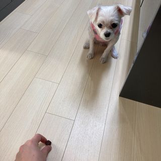 My Pet Care 천연단백질 눈건강에 개좋아 — 4점을 준 리뷰어가 2020년 12월 올린 사용 사진