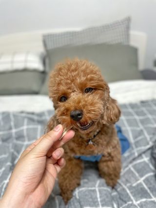 페페로니 클린플러스 덴탈오리껌 10g x 14p — 5점을 준 리뷰어가 2021년 7월 올린 사용 사진