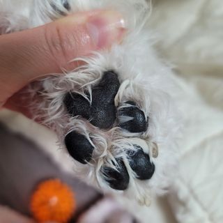 [자유펫] 시코니딘 고양이 강아지 피부 보습 연고 20g — 4점을 준 리뷰어가 2021년 11월 올린 사용 사진