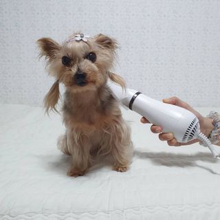 아베크 펫 강아지 고양이 애견 에어 브러쉬 드라이기 올인원 — 5점을 준 리뷰어가 2021년 7월 올린 사용 사진
