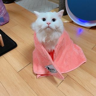 코코몰리 보들보들 초극세사 프리미엄 펫전용 타올 — 5점을 준 리뷰어가 2021년 1월 올린 사용 사진