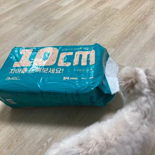 아베크 펫 와이드 프리미엄 중형 애견 강아지 배변 패드 54매 1팩 45g — 5점을 준 리뷰어가 2021년 7월 올린 사용 사진