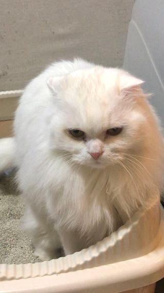 겟플렉스 켓플렉스 캣츠룸BS-1 고양이모래 4kg — 5점을 준 리뷰어가 2021년 1월 올린 사용 사진