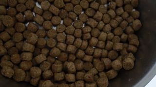 치킨수프 클래식 독 2.04KG — 5점을 준 리뷰어가 2021년 6월 올린 사용 사진