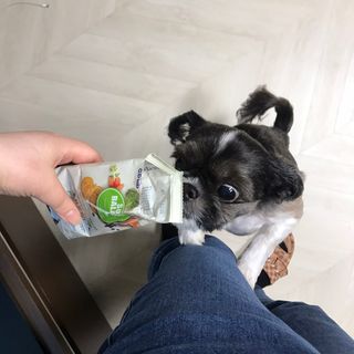씨디랩 속이 편한 강아지 사료 소프트발란스 기호성 좋은 발효사료 피부와 위장 관절과 위장 — 5점을 준 리뷰어가 2021년 3월 올린 사용 사진