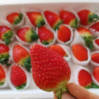옳음 딸기 논산 설향 딸기 900g 산지직송 — 5점을 준 리뷰어가 2021년 1월 올린 사용 사진
