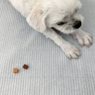 페페로니 진짜 오메가3 연어+소고기 180g+180g — 5점을 준 리뷰어가 2021년 7월 올린 사용 사진