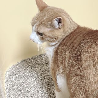 브라우니모래 [브라우니] 고양이 카사바모래 브라우니 천연 응고형 모래  6Lx2개 — 5점을 준 리뷰어가 2023년 11월 올린 사용 사진