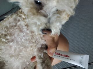 [자유펫] 시코니딘 고양이 강아지 피부 보습 연고 20g — 5점을 준 리뷰어가 2021년 11월 올린 사용 사진