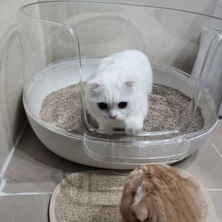 브라우니모래 [브라우니] 고양이 카사바모래 브라우니 천연 응고형 모래  6Lx2개 — 5점을 준 리뷰어가 2023년 11월 올린 사용 사진