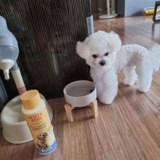 버츠비 퍼피투인원 티어리스 샴푸 앤 컨디셔너 — 1점을 준 리뷰어가 2021년 6월 올린 사용 사진