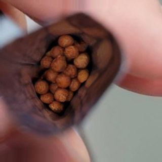 푸름웰니스 부아메라 프로폴리스 도라지 호흡편환 20포 — 5점을 준 리뷰어가 2022년 2월 올린 사용 사진