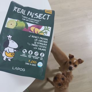 [푸디웜] 라포그  리얼인섹트 웨이트밸런스 저알러지 강아지 사료  1.2KG — 4점을 준 리뷰어가 2021년 7월 올린 사용 사진