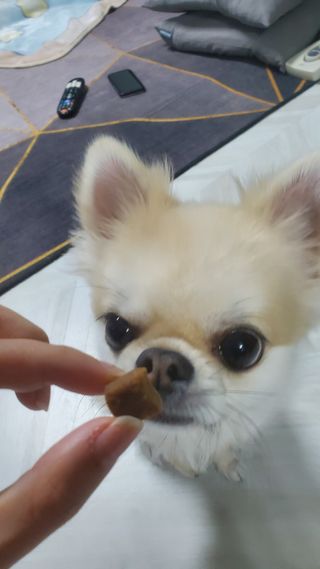 My Pet Care 천연단백질 관절건강에 개좋아 — 5점을 준 리뷰어가 2020년 12월 올린 사용 사진