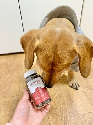 펫21 그로그로 5종 강아지 고양이 반려동물 한방 영양제 — 4점을 준 리뷰어가 2021년 11월 올린 사용 사진