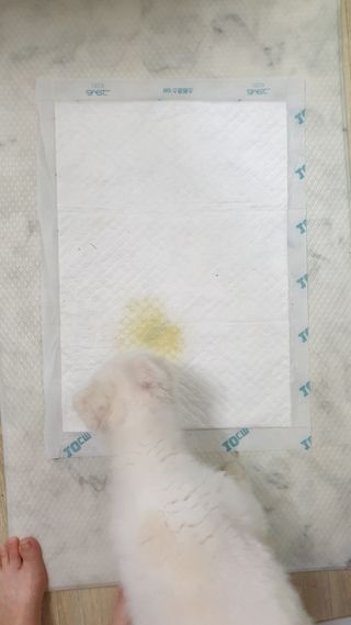 아베크 펫 와이드 프리미엄 중형 애견 강아지 배변 패드 54매 1팩 45g — 5점을 준 리뷰어가 2021년 7월 올린 사용 사진
