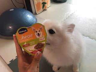 비타크래프트 조에시 하트캔 85g 강아지 습식캔 10캔 — 5점을 준 리뷰어가 2021년 8월 올린 사용 사진